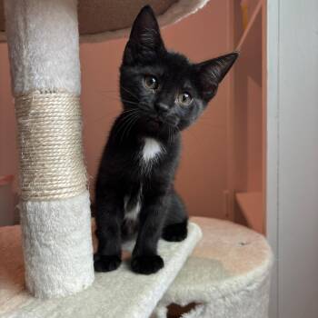 Dinglehopper -  American Shorthair Cat for Adoption in Highland Park, New Jersey - Dinglehopper | PetCurious