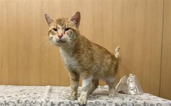 Domestic Short Hair Cats Available for Adoption - CHEETO | PetCurious