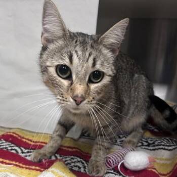 Lily -  Domestic Short Hair Cat for Adoption in Merriam, Kansas - Lily | PetCurious