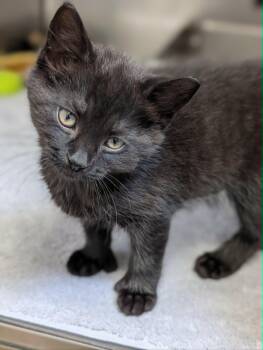 Emerson -  Extra Toes Cat Hemingway Polydactyl Cat Available for Adoption in Chambersburg, Pennsylvania - Emerson | PetCurious