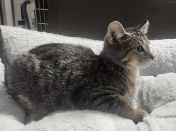 BAMBI -  Domestic Short Hair and Tabby Cat for Adoption in Lexington, Tennessee - BAMBI | PetCurious