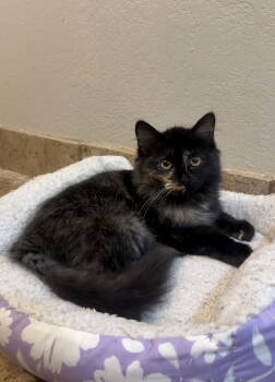 Rescue Domestic Medium Hair Cats for Adoption in Fort Collins, Colorado - Catarina | PetCurious