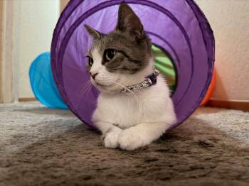 Lucille -  Tabby and Domestic Short Hair Cat for Adoption in Walnut Creek, California - Lucille | PetCurious