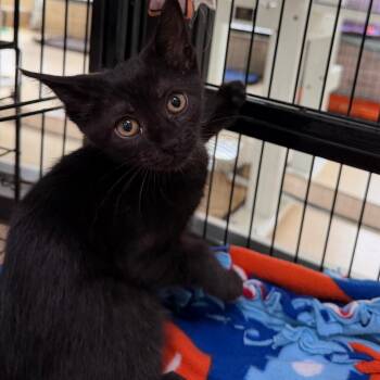 Panini -  Domestic Short Hair Cat for Adoption in Riverwoods, Illinois - Panini | PetCurious