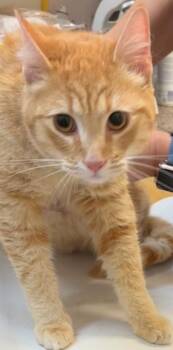 Domestic Long Hair Cats Available for Adoption - HOUDINI | PetCurious