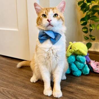 Noah Theodore Distinguished Darling -  Tabby and Domestic Medium Hair Cat for Adoption in Friendswood, Texas - Noah Theodore Distinguished Darling | PetCurious