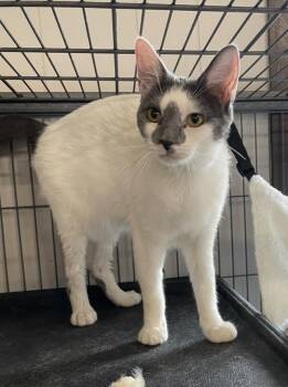 Domestic Short Hair Cats Available for Adoption - Dusty | PetCurious