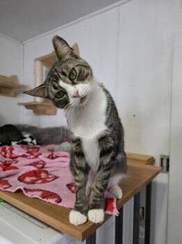Pandora -  Domestic Short Hair Cat for Adoption in Berwick, Pennsylvania - Pandora | PetCurious