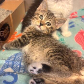Domestic Short Hair Cats Available for Adoption in Belleville, Illinois - Whisp | PetCurious