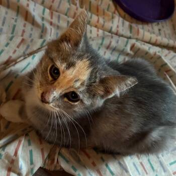 Cady -  Domestic Short Hair Cat for Adoption in Carmel, Indiana - Cady | PetCurious