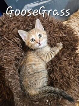 Rescue Domestic Medium Hair Cats for Adoption in Cloquet, Minnesota - Goosegrass | PetCurious