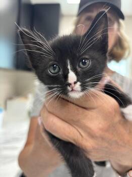 Samantha -  Domestic Short Hair Cat for Adoption in Dallas, Texas - Samantha | PetCurious