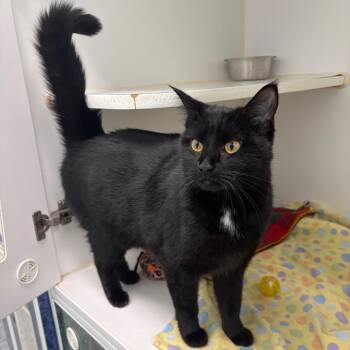 Izzy -  Domestic Short Hair Cat for Adoption in Clavet, Saskatchewan - Izzy | PetCurious