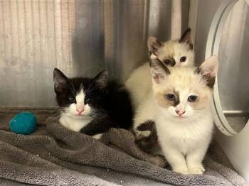 Siamese Cats Available for Adoption in Tustin, California - PENNY | PetCurious