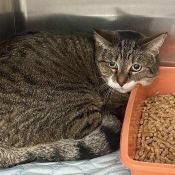 Domestic Short Hair Cats Available for Adoption - BumbleBee | PetCurious