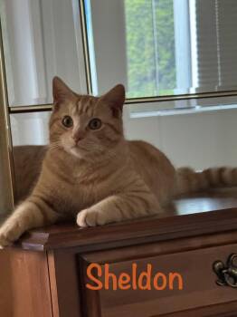Sheldon  -  Tabby Cat Available for Adoption in Crescent City, California - Sheldon  | PetCurious