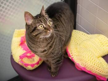 Domestic Short Hair Cats Available for Adoption in Omaha, Nebraska - JERSEY | PetCurious