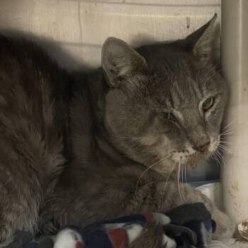 Everest -  Domestic Short Hair Cat for Adoption in Pasadena, California - Everest | PetCurious