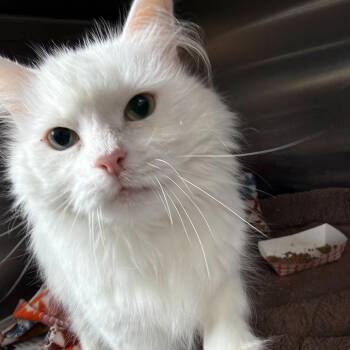 Domestic Medium Hair Cats Available for Adoption in Summerlee, West Virginia - Boo | PetCurious
