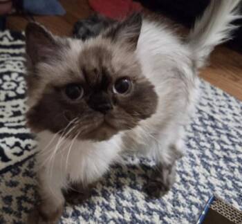 BLANCHE -  Himalayan Cat for Adoption in Kenosha, Wisconsin - BLANCHE | PetCurious