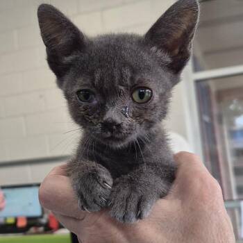 Nelly -  Domestic Short Hair Cat for Adoption in Montgomery, Alabama - Nelly | PetCurious
