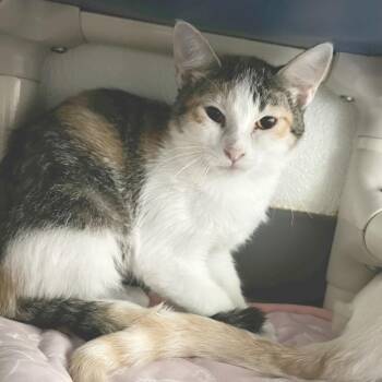 Bejeweled -  Domestic Short Hair Cat for Adoption in Brighton, Missouri - Bejeweled | PetCurious