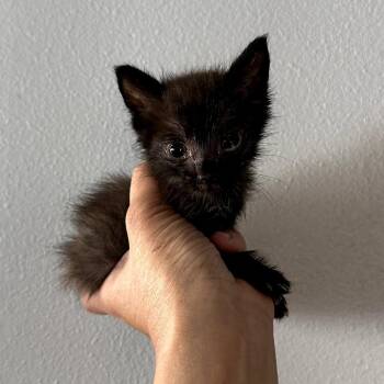 Domestic Short Hair Cats Available for Adoption in Long Beach, California - Tater Tot | PetCurious