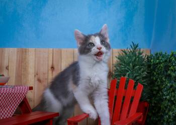 Truffles -  Dilute Calico Cat for Adoption in Lucas, Texas - Truffles | PetCurious
