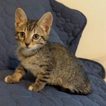 Domestic Short Hair Cats Available for Adoption in Wilmington Island, Georgia - Herza | PetCurious