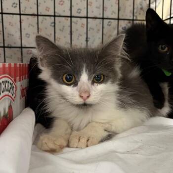 Albatross -  Domestic Short Hair Cat for Adoption in Lynchburg, Virginia - Albatross | PetCurious