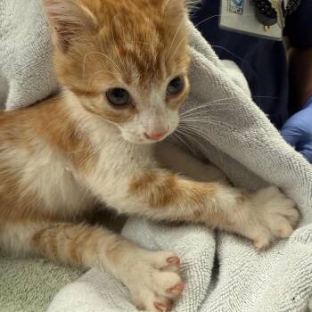 Duck Duck Goose -  Domestic Short Hair Cat for Adoption in Charlottesville, Virginia - Duck Duck Goose | PetCurious