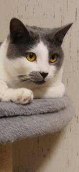 Domestic Short Hair Cats Available for Adoption - Merlin | PetCurious