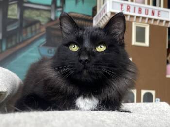 Pommi -  Domestic Medium Hair Cat Available for Adoption in Oakland, California - Pommi | PetCurious