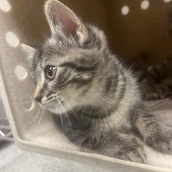 Mink Coat -  Domestic Short Hair Cat for Adoption in Reno, Nevada - Mink Coat | PetCurious