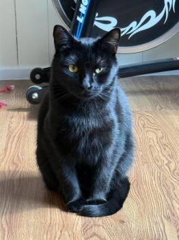 Rescue Domestic Short Hair Cats for Adoption in Pasadena, Texas - FURRY | PetCurious