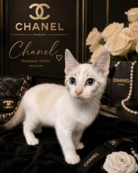 Chanel - Designer litter -  Ragdoll Cat for Adoption in Anthem, Arizona - Chanel - Designer Litter | PetCurious