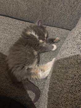 Rumi -  Calico Cat Available for Adoption in Cary, North Carolina - Rumi | PetCurious