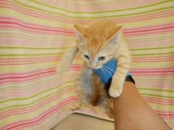 CHEEZ-IT -  Domestic Short Hair Cat for Adoption in San Jose, California - CHEEZ-IT | PetCurious