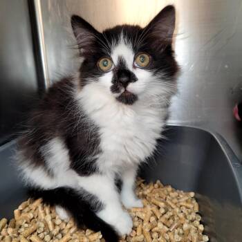 Jade -  Domestic Medium Hair Cat for Adoption in Belfair, Washington - Jade | PetCurious