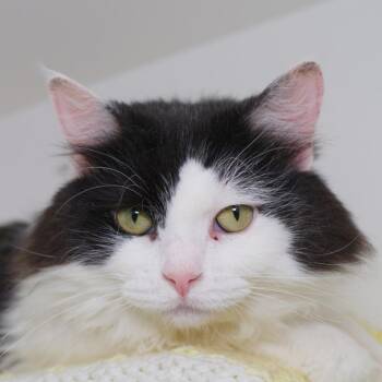Nigel, Neurologist -  Domestic Long Hair Cat for Adoption in Seattle, Washington - Nigel, Neurologist | PetCurious