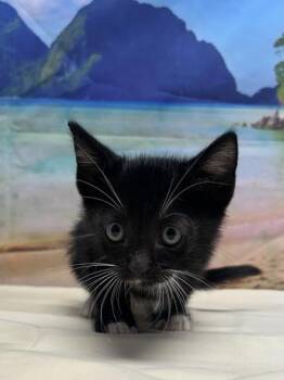 Wesley -  Domestic Short Hair Cat for Adoption in San Antonio, Texas - Wesley | PetCurious