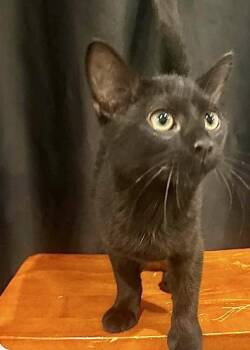 Meatball -  Domestic Short Hair Cat for Adoption in Little Rock, Arkansas - Meatball | PetCurious