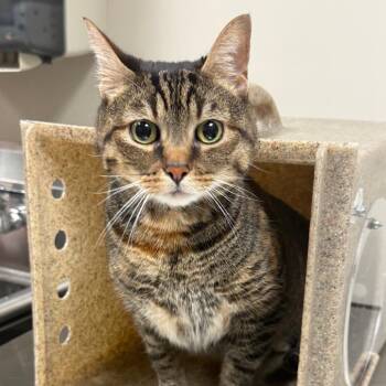 Juniper -  Domestic Short Hair Cat for Adoption in Reno, Nevada - Juniper | PetCurious