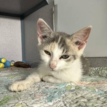 Macchiato -  Domestic Short Hair Cat for Adoption in Evansville, Indiana - Macchiato | PetCurious