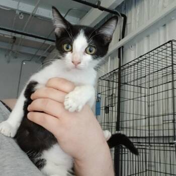 Ashley -  Domestic Short Hair Cat for Adoption in Clarksdale, Mississippi - Ashley | PetCurious