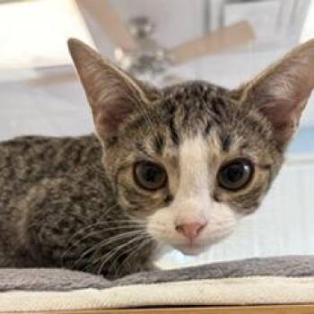 Michonne -  Domestic Short Hair Cat for Adoption in Greensboro, Georgia - Michonne | PetCurious