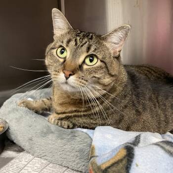 Baby -  American Shorthair Cat for Adoption in North Kingstown, Rhode Island - Baby | PetCurious