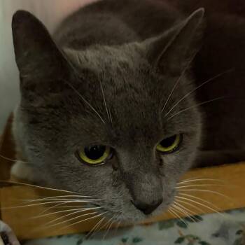 Domestic Short Hair Cats Available for Adoption in Chattanooga, Tennessee - Junebug | PetCurious