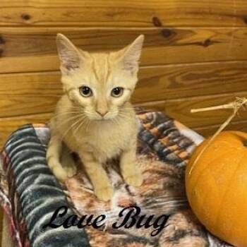 Love Bug -  Tabby Cat for Adoption in Southern Pines, North Carolina - Love Bug | PetCurious