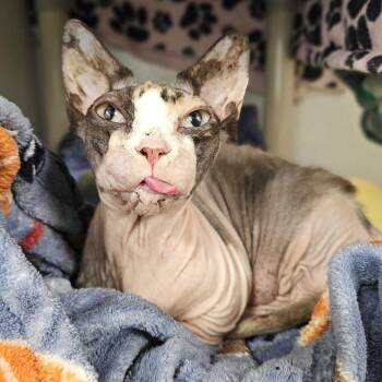 Miru -  Sphynx Hairless Cat Cat for Adoption in Dover, New Hampshire - Miru | PetCurious
